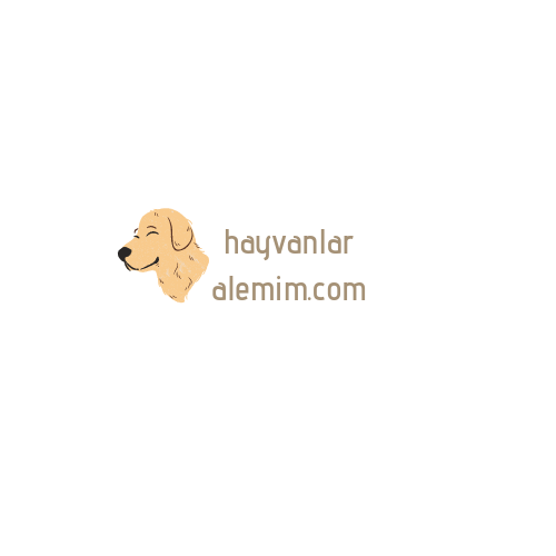 Tasarım #7