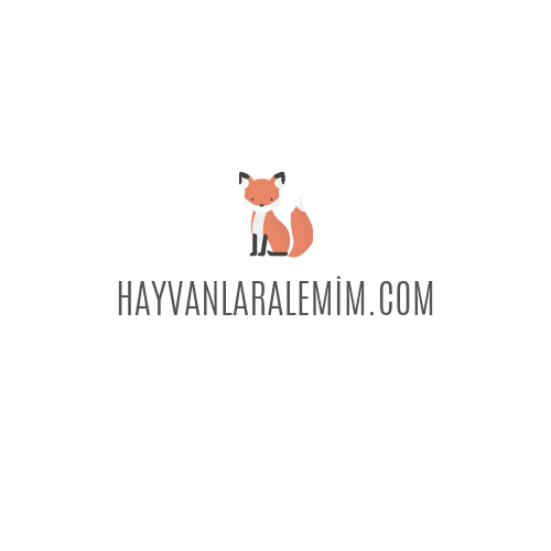Tasarım #8